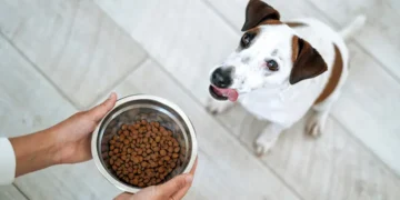 Dog Probiotics