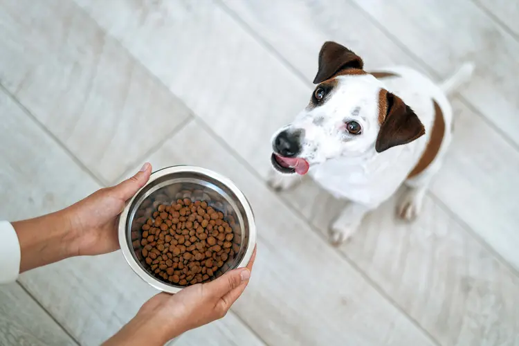 Dog Probiotics