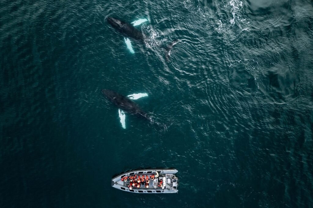 Dolphin Spotting