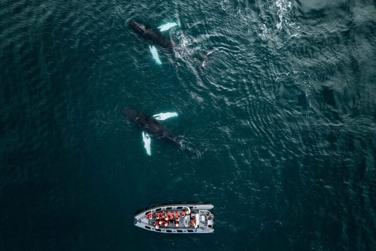 Dolphin Spotting