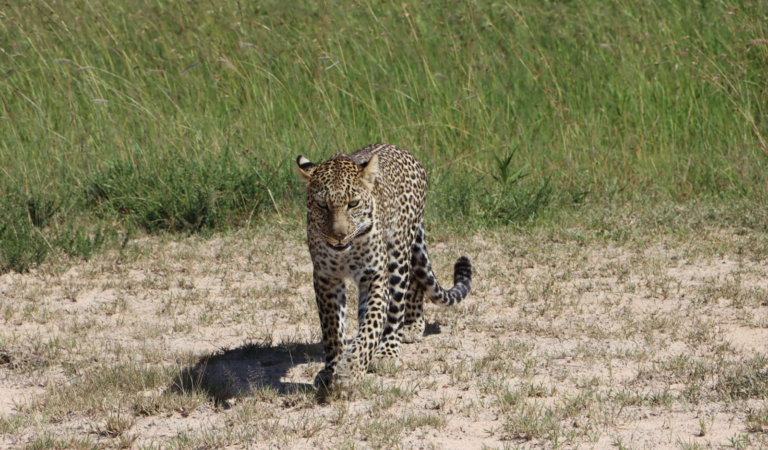 Masai Mara—Wild Land Full of Heart