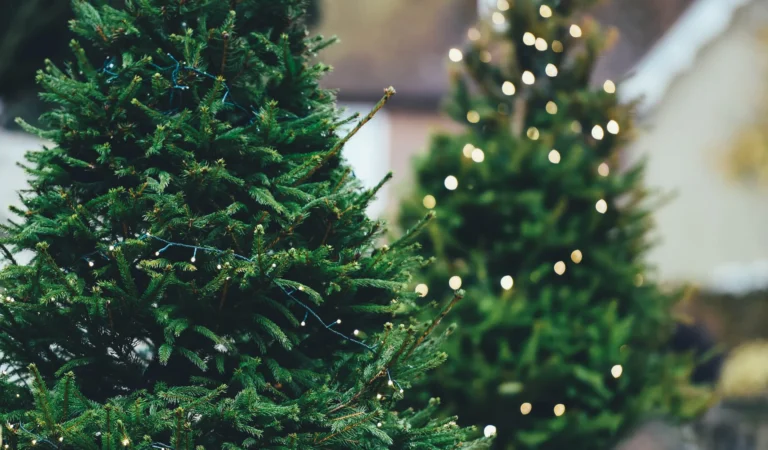 Why a Hand-Selected Real Christmas Tree Makes All the Difference This Holiday Season