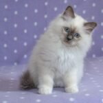 Ragdoll Kitten