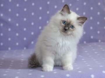 Ragdoll Kitten