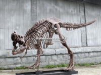 Dinosaur Skeleton for Sale