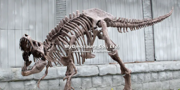 Dinosaur Skeleton for Sale