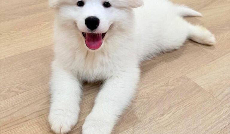How to Choose the Right Puppy for Your Lifestyle in Singapore