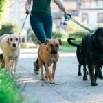 Public Liability Cover