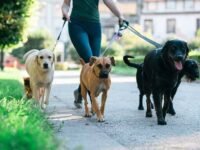 Public Liability Cover