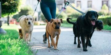 Public Liability Cover