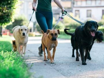 Public Liability Cover