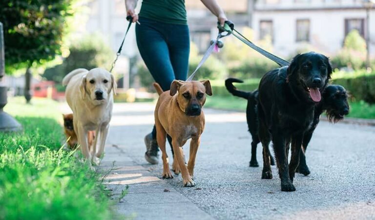 Get Public Liability Cover for Your Dog Walking