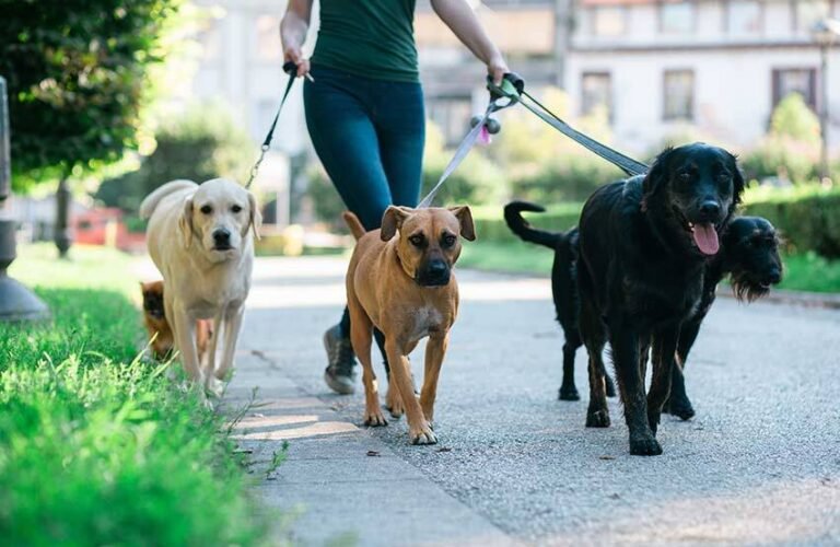 Public Liability Cover