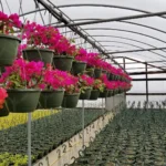 Sunny Side Greenhouse