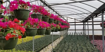 Sunny Side Greenhouse