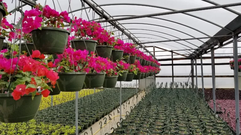 Sunny Side Greenhouse