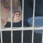 Animal Control Solutions