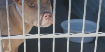 Animal Control Solutions