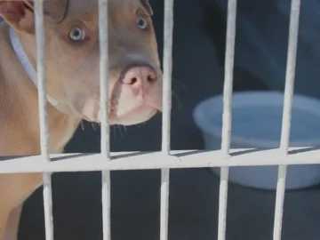 Animal Control Solutions