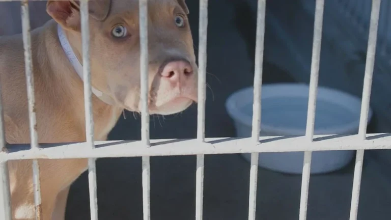 Animal Control Solutions