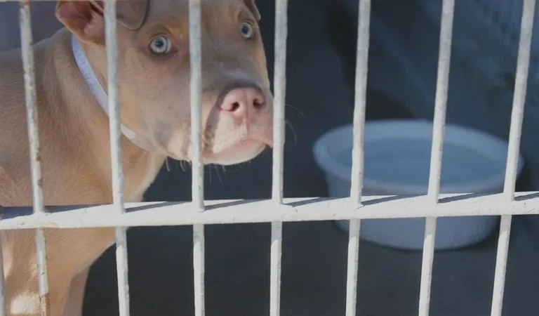 When Wildlife Becomes a Problem: Professional Animal Control Solutions