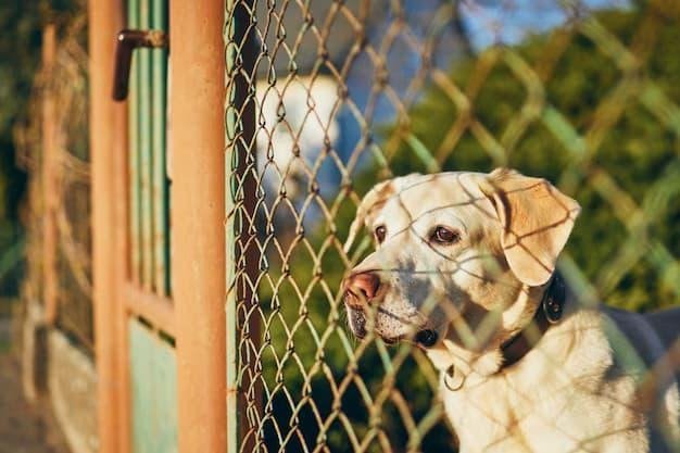 Are You Providing Enough Freedom and Fun with Pet Playgrounds?