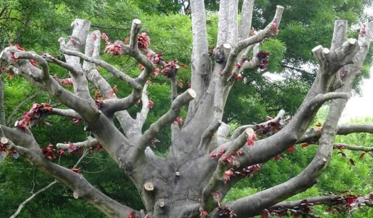 How does improper pruning shorten a Tree’s Lifespan?