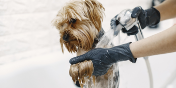 Pet Calm During Grooming