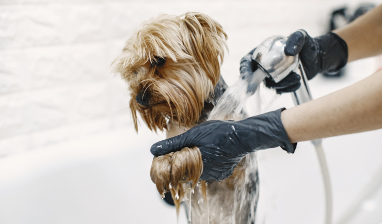 Keeping Your Pet Calm During Grooming