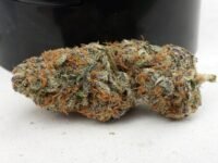 Afghan Kush