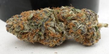 Afghan Kush