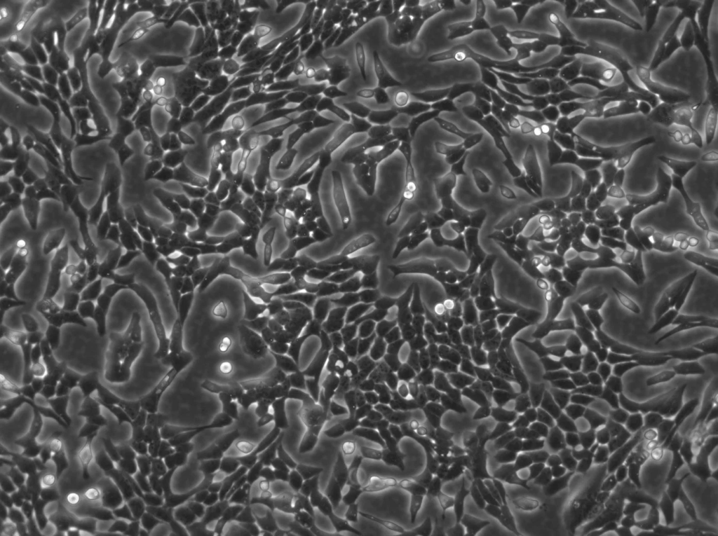 VERO Cells