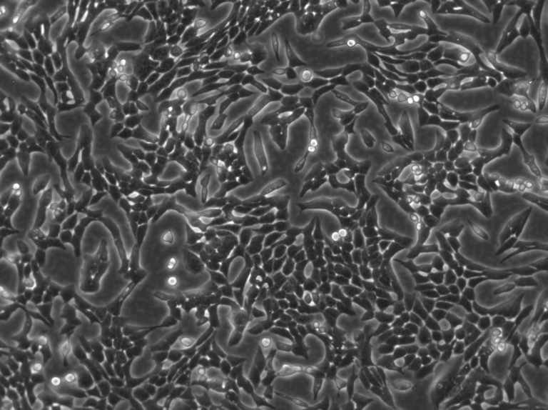 VERO Cells