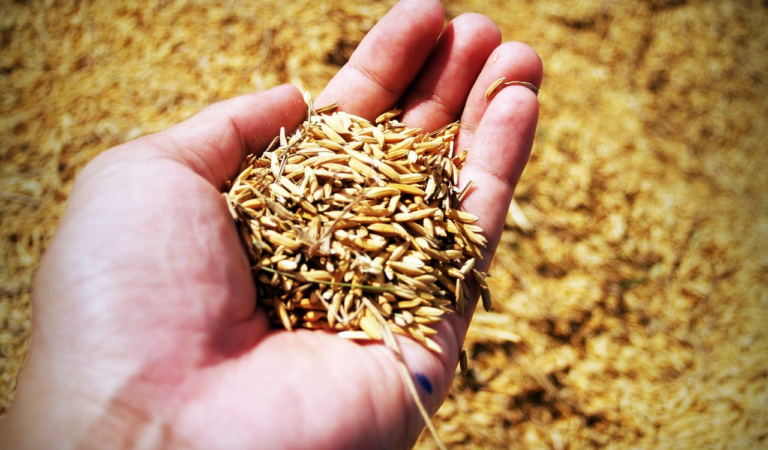 Smart Farming Tech: The Equipment Changing How Crops Are Processed