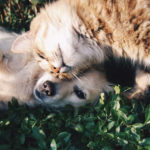 Dog Health Insurance
