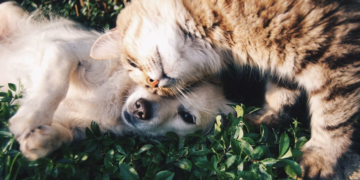 Dog Health Insurance
