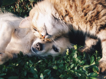 Dog Health Insurance