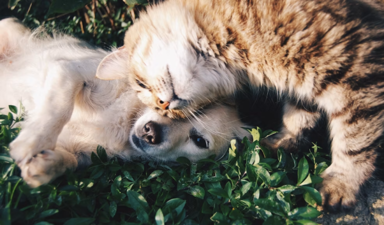 Dog Health Insurance Explained: Benefits, Limits, Exclusions