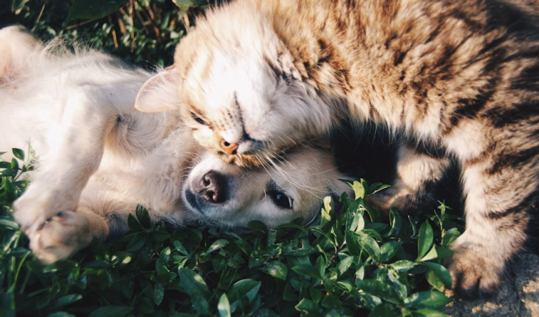 Dog Health Insurance