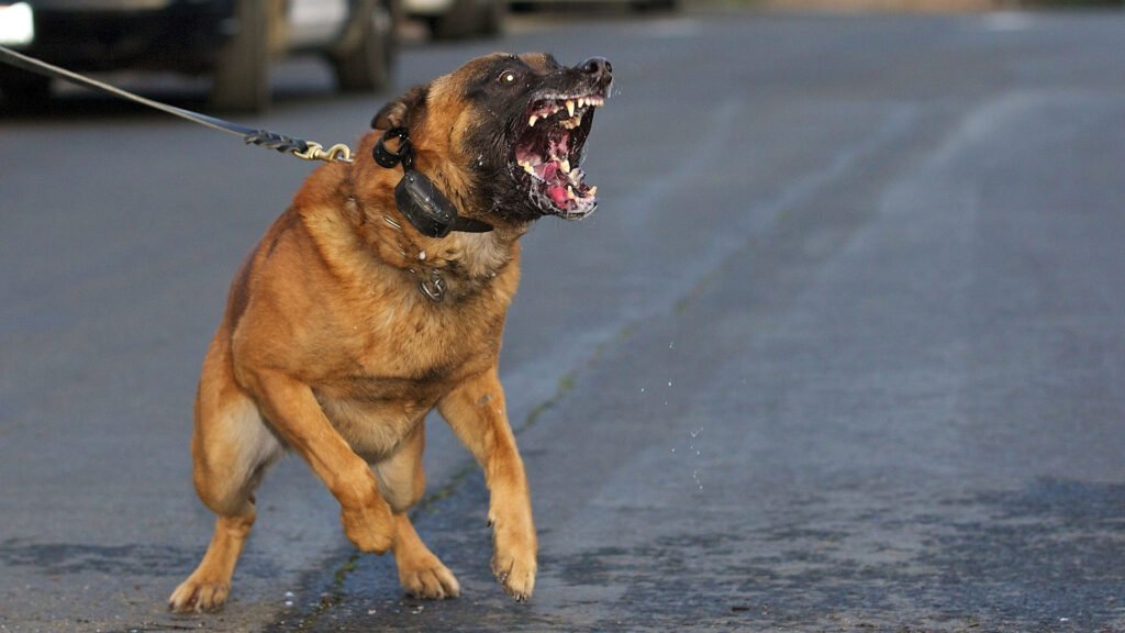 Dog Attacks