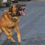 Dog Attacks