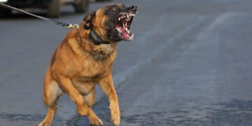 Dog Attacks