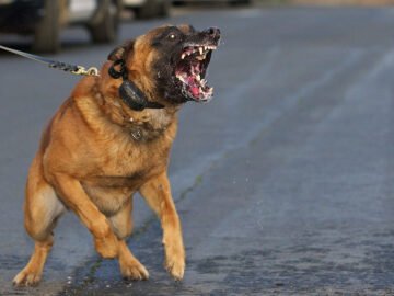 Dog Attacks