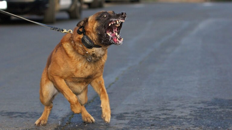 Dog Attacks