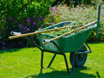 Yard Cleanup