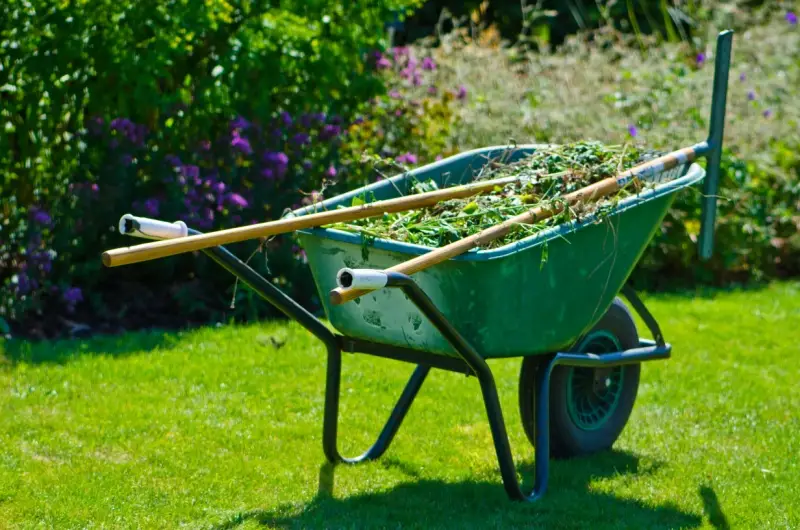 Yard Cleanup