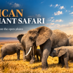 Luxury Safari Package